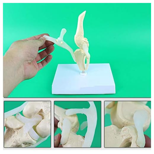 XIEJI Modelo de articulación de Rodilla de Perro con ligamento Modelo anatómico del Esqueleto canino Hueso de Perro Funcional Enseñanza médica