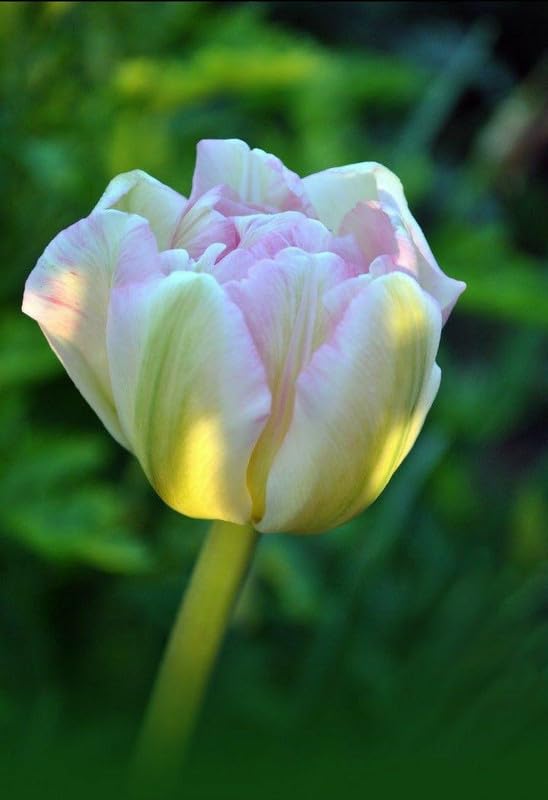 RADHA KRISHNA AGRICULTURE® Tulip Lily Flower Bulbs dull pink Variety