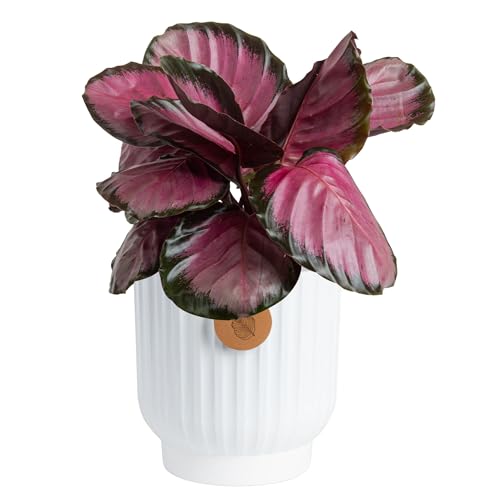 Costa Farms Calathea Pink Star Live Plant in Decorative Pot Indoor Houseplant Perfect for Home Room or Office Decor Great House Warming or Birthday Gift 12-18 Inches Tall