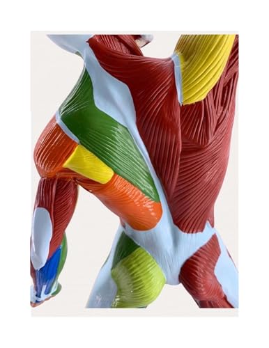 Modèle de figure musculaire colorée 50 cm pour mémoriser l'anatomie