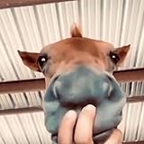 realschule tiengen bilder  Classification the Realschule