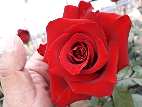 Farm Direct 125 Premium Fresh Red Roses | Fresh Flower Delivery - Stunning Bright Red Roses #TOP5