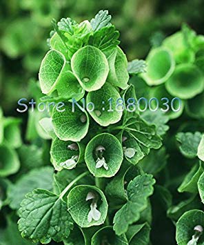 Graines D'Hosta Graines D'Hosta Hadspen Blue Belles Graines De Plantes Vivaces D'Ombre Fleur De Lys Plantain Bonsaï Jardin À Domicile Plante Couvre-Sol