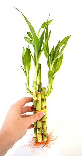 9Greenbox Lucky Bamboo - 5 Style thumb #5