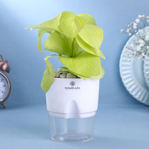Image of FlowerAura Air Purify Live Indoor Lucky Golden Money Plant In White Self Watering Pot For Living Room, Balcony, Home /Office Decor | Premium Gifting | Improving Air Quality | Reducing Stress