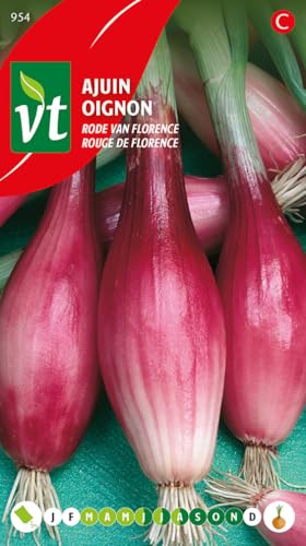 Oignon Rouge de Florence Graines - Oignon à bulbe rouge allongé