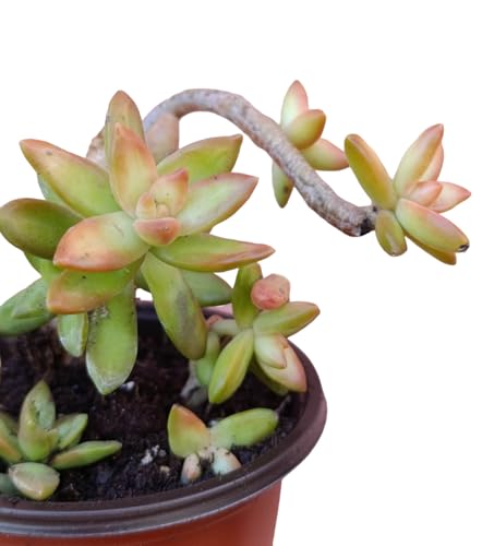 sedum nussbaumerianum pianta grassa da esterno succulenta sempreverde colorata