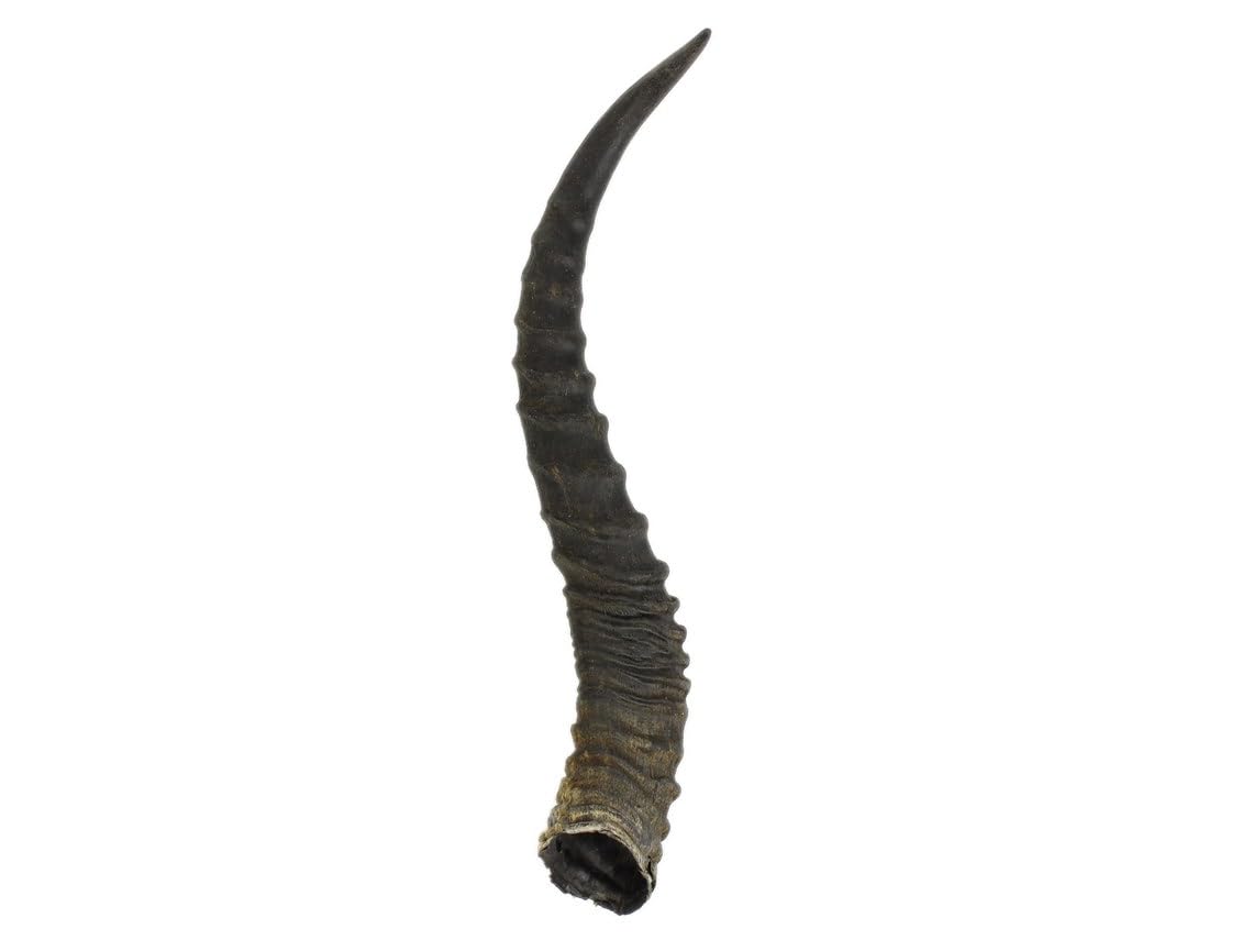 Real Springbok Horn: Extra-Large 12