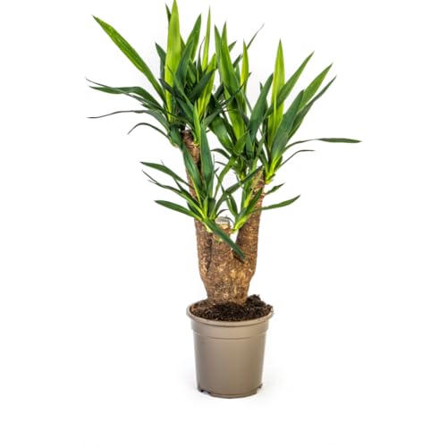 Yucca Elephantipes - 60-70cm - Ø21cm - Plante d'intérieur - Vert persistant