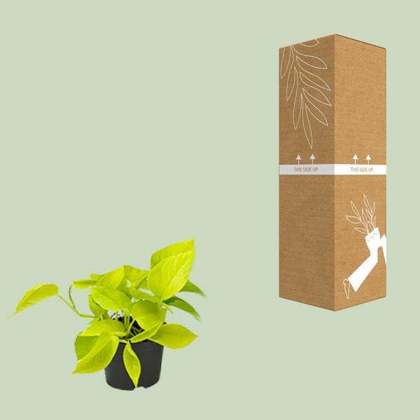 Efeutute Epipremnum Golden Pothos Zimmerpflanze 4 Pflanzen Ø12 cm H15 cm