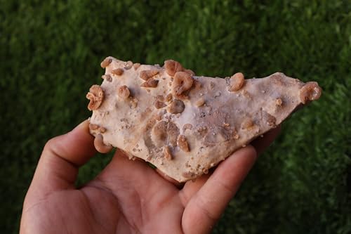 Image of Douvilleiceras & Gastropods Plate Cretaceous Fossils Fossils from Morocco Fossil Rock Ammonites Fossil A216