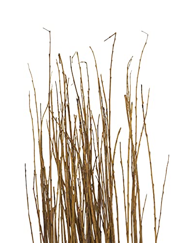Green Floral Craft | Dried Asian Willow Decorative Branches - Perfect Home Decoration And Floor Vase Filler (4-5 Feet, Natural) #TOP1