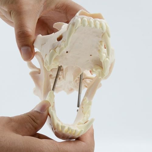 Modèle d'anatomie canine et tête de mort pour chien éducation - 6