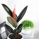  Planta de goma Ficus elastica Abidjan. 55 cm de alto aprox.