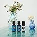 Edens Garden Fighting Five Essential Oil Blend- 100% Pure Premium Grade, Undiluted, Natural, Therapeutic, Aromatherapy, The Best for Diffusing, Candle, Laundry, Humidifiers 10 ml (.33 fl oz)