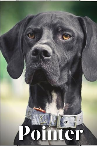 Pointer: Dog breed overview and guide
