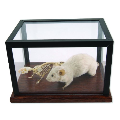 Image of 3B Scientific T31001 Mouse Skeleton and Stuffed Mouse Display