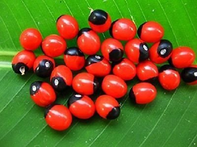 See full amazon price history chart for Pmw Natural Rosarypea Chanothi Guri Gunja Latumoni Gumchi Crabseye Abrus Precatorius -151 Seeds Pmw Natural Rosarypea Chanothi Guri Gunja Latumoni Gumchi Crabseye Abrus Precatorius -151 Seeds (B079GZD874) Amazon Price History, Amazon Price Tracker