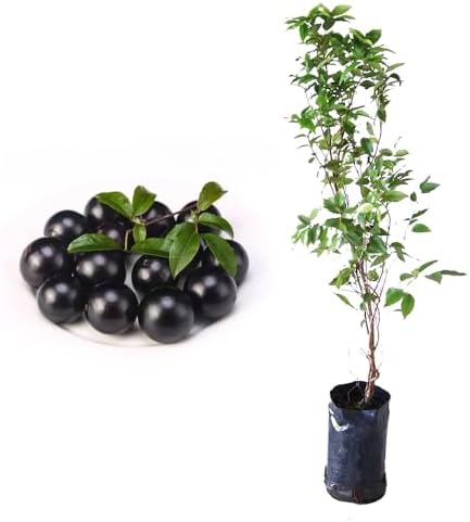 Muda de Jabuticaba Sabará (Myrciaria jaboticaba) 20 a 40cm AMK | ...