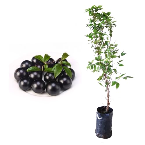 Genérico, Muda de Jabuticaba Sabara 20 a 40cm AMK - Plantas Online