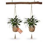Avilia - Set 2 Portavasi Sospesi in Macramè Intrecciato a Mano per Vaso per Piante da Int...