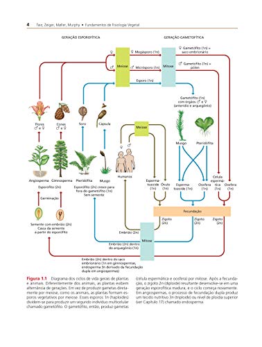 Fundamentos de Fisiologia Vegetal