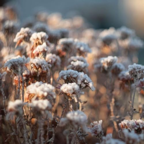 Karmels hage, Trosbekjennelsen, del 41: Jomfru Maria: Jesu mor og v&aring;r mor.
