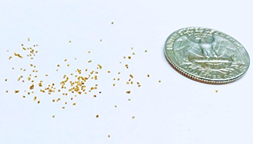 Pack of 15 Live Small Exotic One Year Old Lithops Plant Seedlings Perfect for Lithops Starter Great Terrarium Addition (Pack of 15 Seedlings + Seed Kit (25 Seeds))