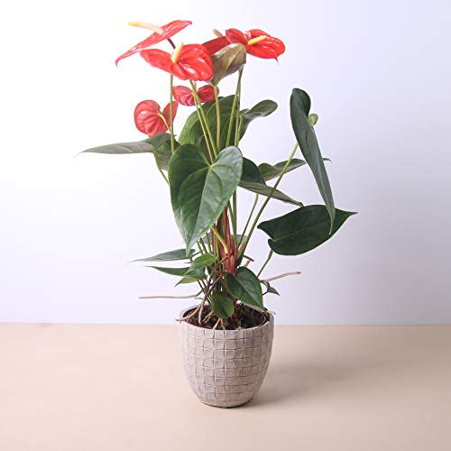 Planta natural Anthurium a domicilio - Envío gratuito - Altura 40cm y Diámetro 12cm - Plantas decorativas - Exterior e interior - Varios maceteros disponibles. (6. Macetero cónico)