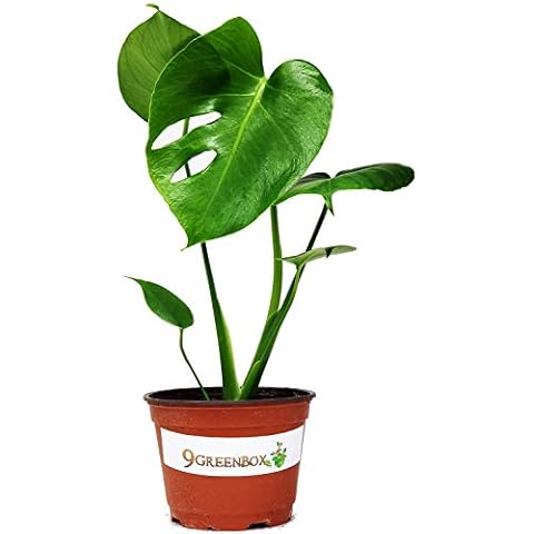 9GreenBox Split Leaf Philodendron 6" Pot - Monstera - Edible Fruit Tastes Like Pineapple Cover