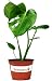 Split Leaf Philodendron 6" Pot - Monstera - Edible Fruit Tastes Like Pineapple