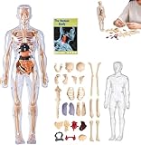 Design à assembler : facilement divisé en 29 parties, et facilement remonté comme un puzzle, maintenu en place avec des boucles de montage petites mais solides. Il n'y a aucune chance que les parties du corps s'effondrent.