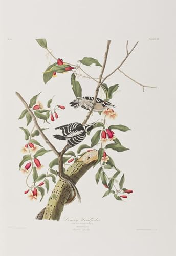 Affiches et gravures d'oiseaux d'Amérique par Audubon peinture sur toile 60x90cm pour salon