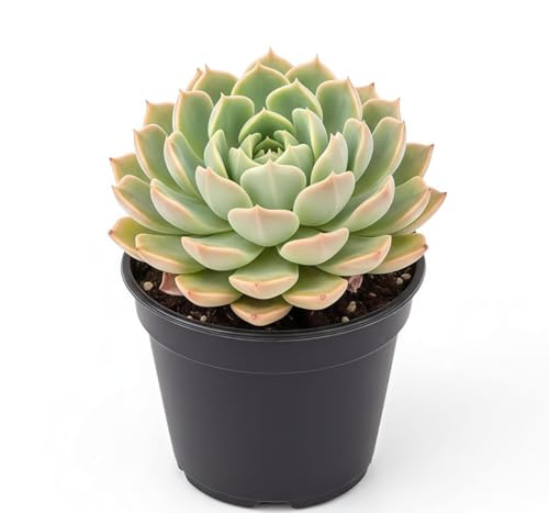 Image of live plants (LXM)