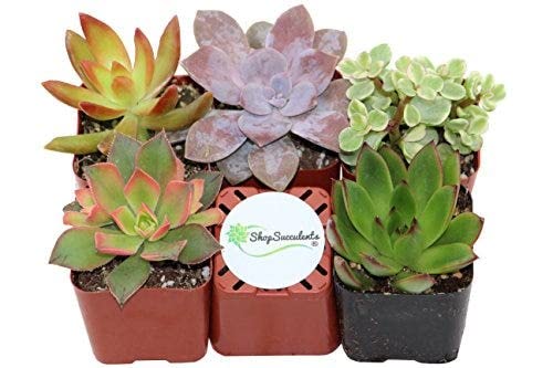 Mix de 5 Suculentas Mini Plantas Fáciles de Mantener tanto en Interior como en Exterior