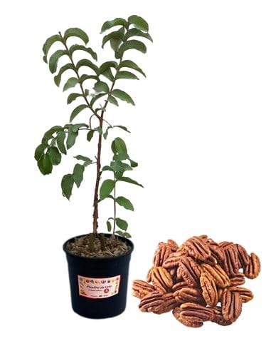P. Piantine da Orto | Noce Pecan - Carya Illinoinensis, Vaso Diametro 14 cm, Pianta Pronta per il Trapianto, Pianta Vera da Esterno, Frutti Esotici, Vivaio Italiano