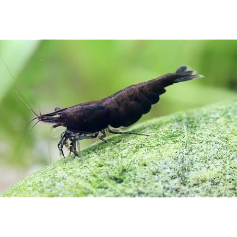 SF Aquatic 20 Black Rose High Grade Live Freshwater Aquarium Shrimps Inverts for Aqurium. Young Adult Breeding Age. Live Arrival Guarantee. Cover