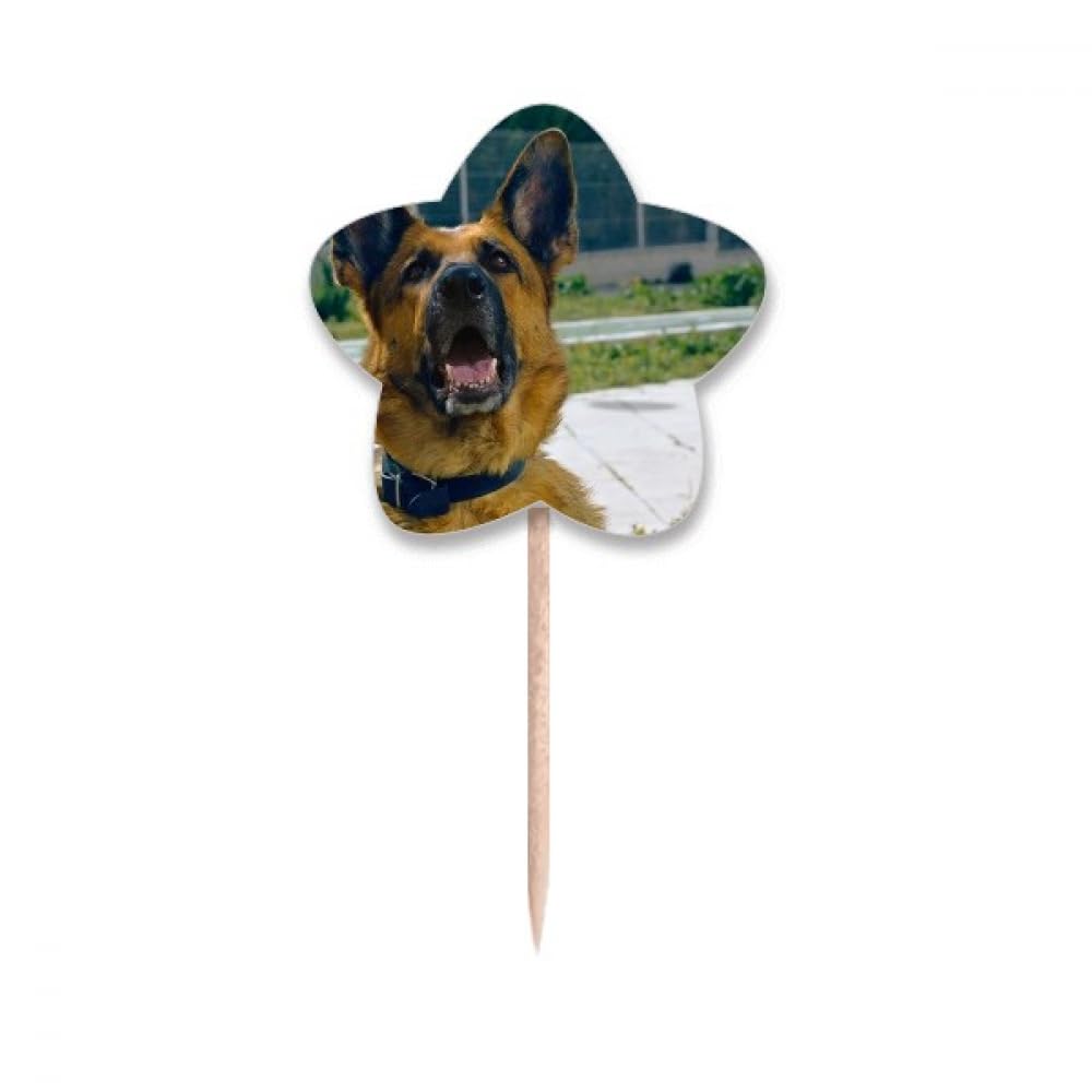 Cure-dents en forme d'étoile Beautiful Dog pour corriger le regard fuyant des chiens en photo