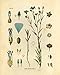 Ink Inc. Botanical Prints Wildflower Prints Floral Wall Art - Set of 6-8x10 - Unframed