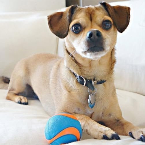 Image of Chuckit! Fetch Pack Dog Ball Dog Toys, Medium (2.5 Inch), for Medium Breeds, Includes Erratic, Strato and Ultra Squeaker Balls, 3 Count (Pack of 12)