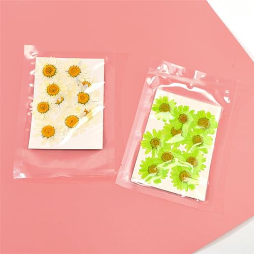 Flor natural prensada seca para manualidades y joyería miniatura 7