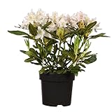 Rhododendron 'Cunningham's White': Immergrüner Strauch, weiße Blüten...