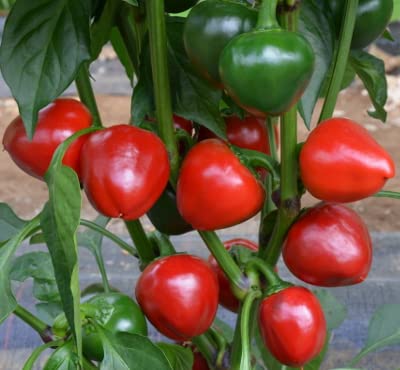 Golden Hills Farm Round Red cherry chilli 40-79 seeds (B09JY1D7J7) Amazon Price History, Amazon Price Tracker