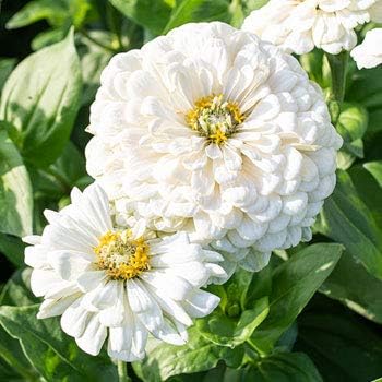 Miniatura 5 de Semillas de zinnia "Blushing Bride Mix" para plantar, más de 200 semillas de flores por paquete, semillas de jardín de Isla (semillas de jardín de