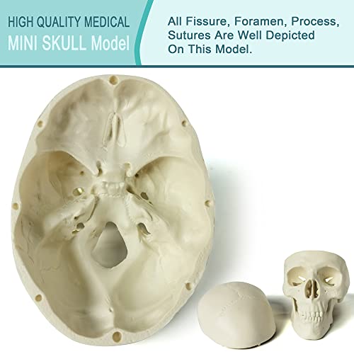 Image of NEW HORIZON Mini Human Skull Model, 6 Part Anatomical Skull is 3.5 inch Tall, with Removable Skull Cap and Moving Jaw, Includes Full Set of Teeth, (6set) Fun Halloween Decorations