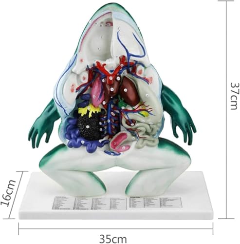 Modèle d'anatomie de grenouille pour éviter les dissections en classe - 5