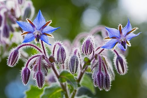 250 Samen Borretsch Borago officinalis Essbare Blau-Violette Blüten Bienenfreundliche Wildblumen
