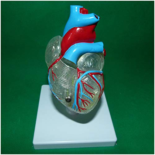 Sjdopulse A Human Heart Model - Heart Nd Heart Conduction System Model - Transparent Human Heart Natomic Model - Pvc Material Heart Models Teaching Model (A)