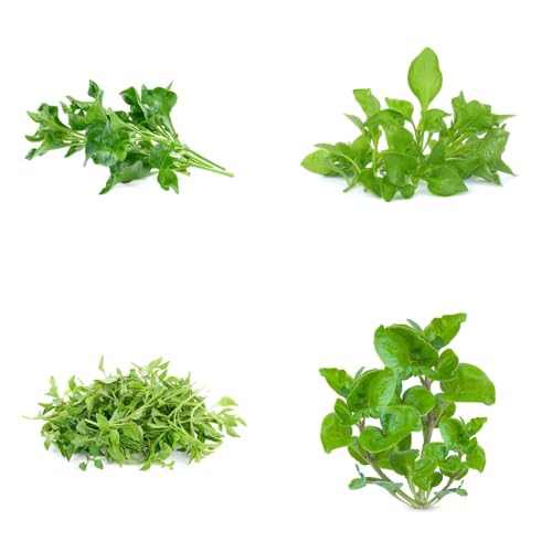 Semi di crescione perenni, regali per gli amanti del giardino giardino aromatiche verdi prodotti sostenibili vecchie varietà sul balcone balcone serra semi da 100pcs