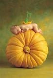  Schmidt Spiele 57901 - Anne Geddes - Kürbisblüte, 500 Teile